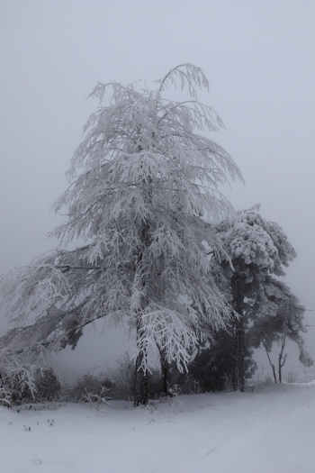 山顶风雪中挺立的大树