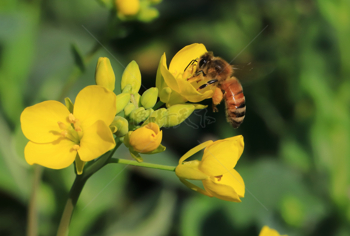 采花粉的小蜜蜂