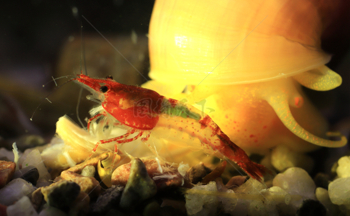 红琉璃虾和紫衣螺