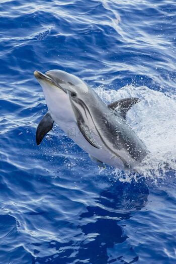 海豚戏水 海洋生物  出水海豚和蓝色背景